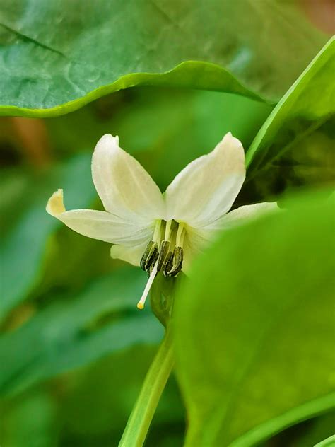 辣椒花|辣椒的花有什么特点？